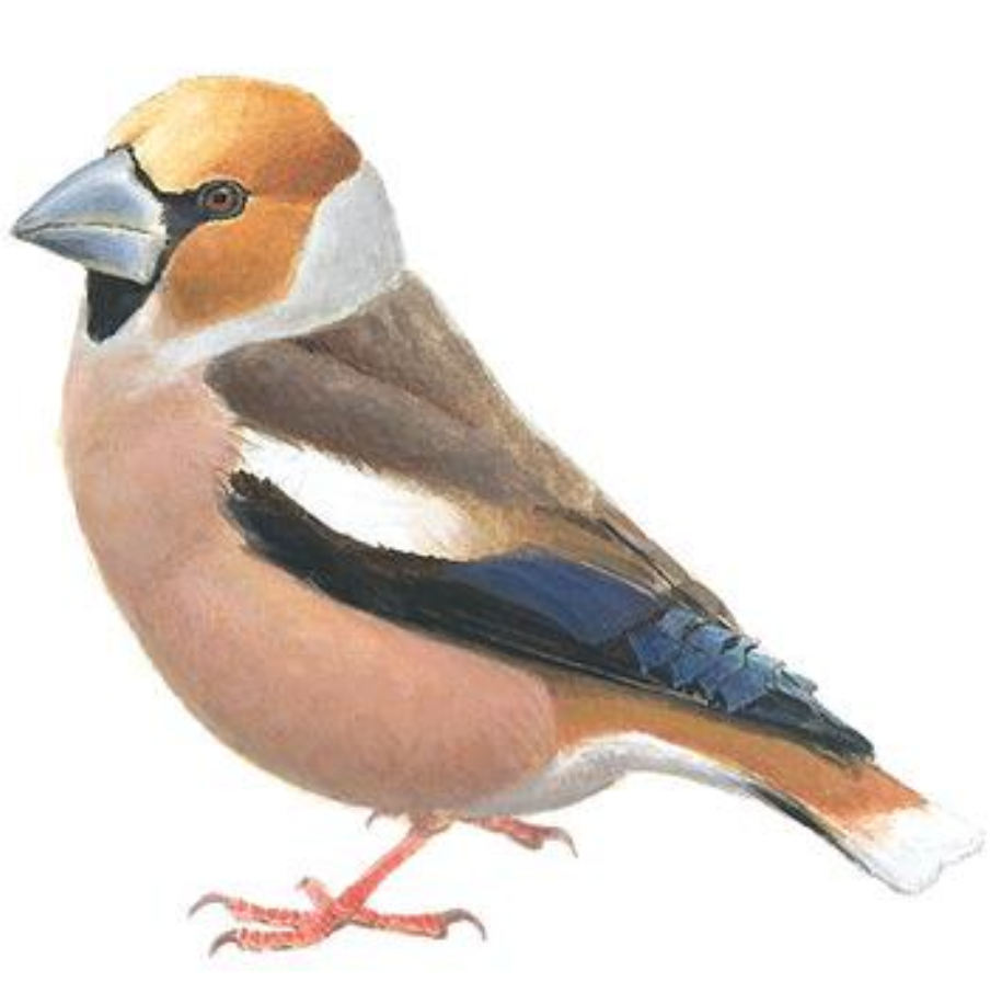 Appel vink geweven kunst Blockbird 100x100 cm